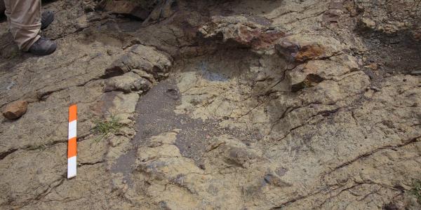 Abelisaurus footprint