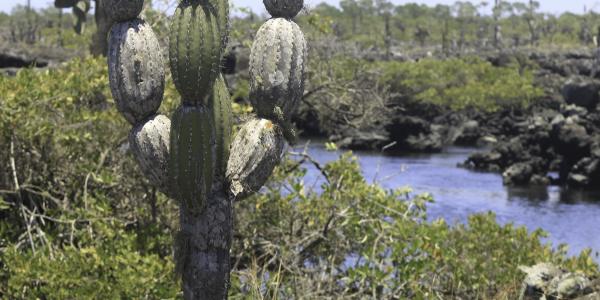 Candelabra-cactus